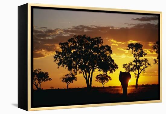 African Elephant Walking at Sunset-null-Framed Premier Image Canvas