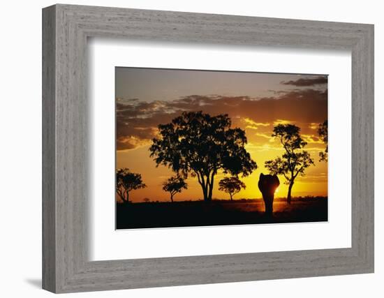 African Elephant Walking at Sunset-null-Framed Photographic Print