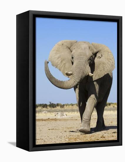 African Elephant, Walking, Namibia-Tony Heald-Framed Premier Image Canvas