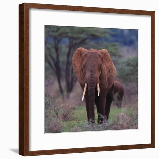 African Elephant Walking-DLILLC-Framed Photographic Print