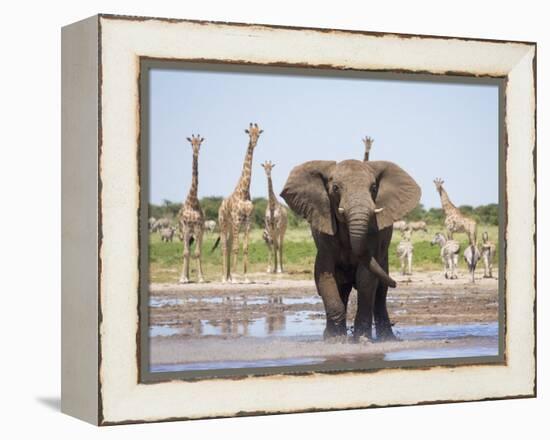 African Elephant, Warning Posture Display at Waterhole with Giraffe, Etosha National Park, Namibia-Tony Heald-Framed Premier Image Canvas