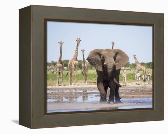 African Elephant, Warning Posture Display at Waterhole with Giraffe, Etosha National Park, Namibia-Tony Heald-Framed Premier Image Canvas