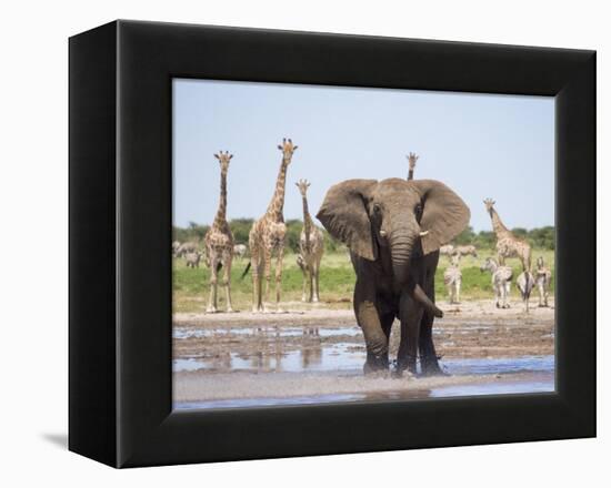 African Elephant, Warning Posture Display at Waterhole with Giraffe, Etosha National Park, Namibia-Tony Heald-Framed Premier Image Canvas