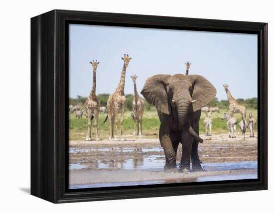 African Elephant, Warning Posture Display at Waterhole with Giraffe, Etosha National Park, Namibia-Tony Heald-Framed Premier Image Canvas