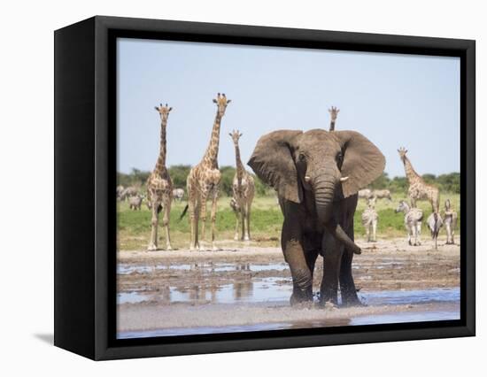 African Elephant, Warning Posture Display at Waterhole with Giraffe, Etosha National Park, Namibia-Tony Heald-Framed Premier Image Canvas