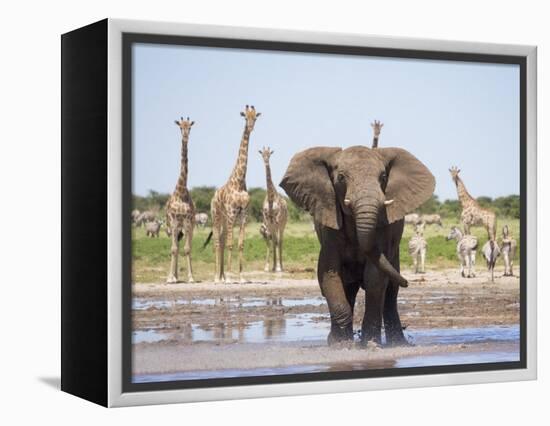 African Elephant, Warning Posture Display at Waterhole with Giraffe, Etosha National Park, Namibia-Tony Heald-Framed Premier Image Canvas