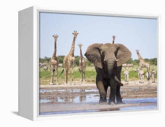 African Elephant, Warning Posture Display at Waterhole with Giraffe, Etosha National Park, Namibia-Tony Heald-Framed Premier Image Canvas