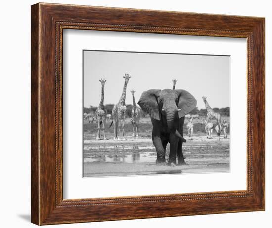 African Elephant, Warning Posture Display at Waterhole with Giraffe, Etosha National Park, Namibia-Tony Heald-Framed Premium Photographic Print