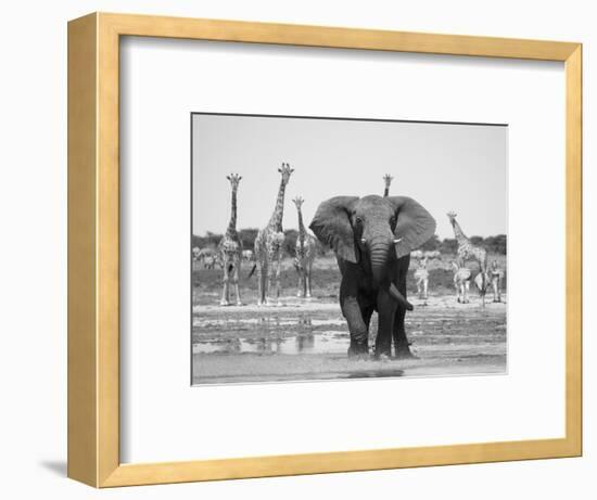 African Elephant, Warning Posture Display at Waterhole with Giraffe, Etosha National Park, Namibia-Tony Heald-Framed Premium Photographic Print