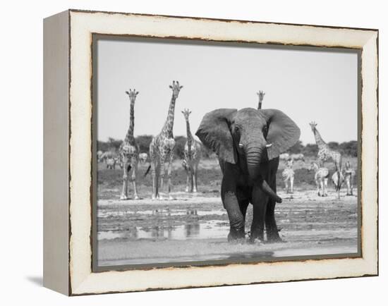 African Elephant, Warning Posture Display at Waterhole with Giraffe, Etosha National Park, Namibia-Tony Heald-Framed Premier Image Canvas