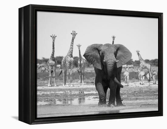 African Elephant, Warning Posture Display at Waterhole with Giraffe, Etosha National Park, Namibia-Tony Heald-Framed Premier Image Canvas