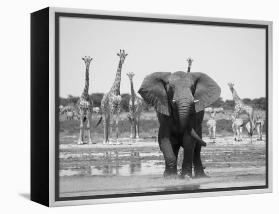 African Elephant, Warning Posture Display at Waterhole with Giraffe, Etosha National Park, Namibia-Tony Heald-Framed Premier Image Canvas