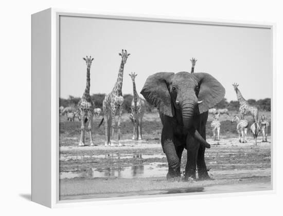 African Elephant, Warning Posture Display at Waterhole with Giraffe, Etosha National Park, Namibia-Tony Heald-Framed Premier Image Canvas