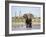 African Elephant, Warning Posture Display at Waterhole with Giraffe, Etosha National Park, Namibia-Tony Heald-Framed Photographic Print