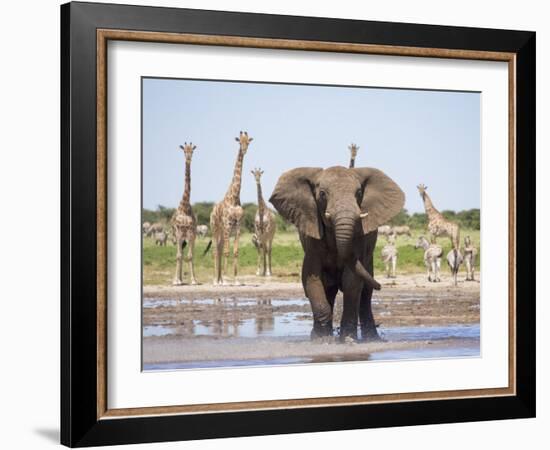 African Elephant, Warning Posture Display at Waterhole with Giraffe, Etosha National Park, Namibia-Tony Heald-Framed Photographic Print