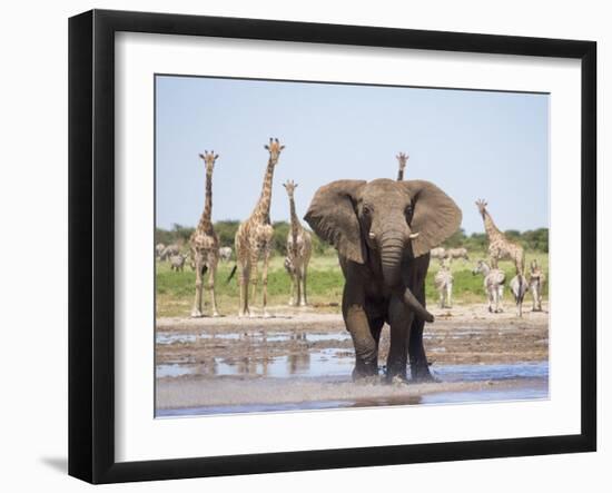 African Elephant, Warning Posture Display at Waterhole with Giraffe, Etosha National Park, Namibia-Tony Heald-Framed Photographic Print