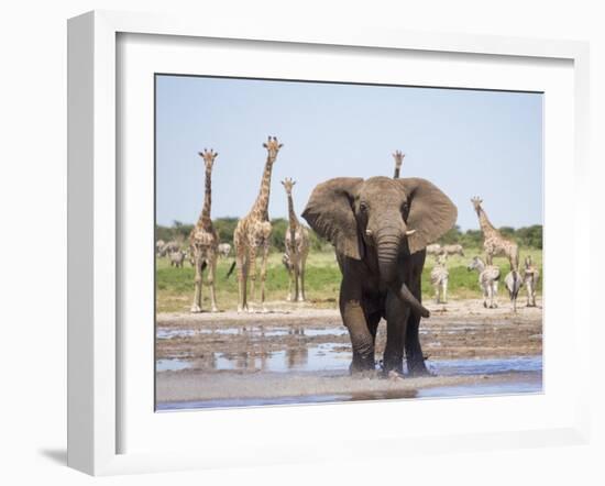 African Elephant, Warning Posture Display at Waterhole with Giraffe, Etosha National Park, Namibia-Tony Heald-Framed Photographic Print