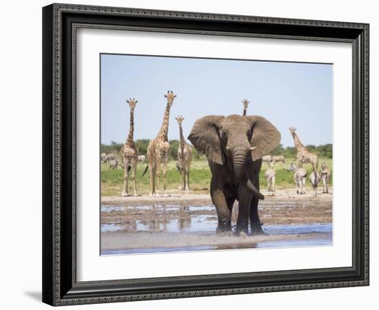 African Elephant, Warning Posture Display at Waterhole with Giraffe, Etosha National Park, Namibia-Tony Heald-Framed Photographic Print