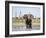 African Elephant, Warning Posture Display at Waterhole with Giraffe, Etosha National Park, Namibia-Tony Heald-Framed Photographic Print