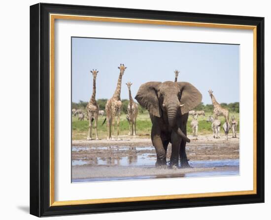 African Elephant, Warning Posture Display at Waterhole with Giraffe, Etosha National Park, Namibia-Tony Heald-Framed Photographic Print