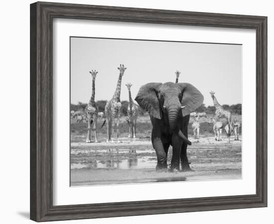 African Elephant, Warning Posture Display at Waterhole with Giraffe, Etosha National Park, Namibia-Tony Heald-Framed Photographic Print