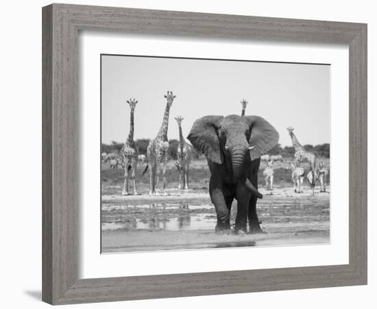 African Elephant, Warning Posture Display at Waterhole with Giraffe, Etosha National Park, Namibia-Tony Heald-Framed Photographic Print