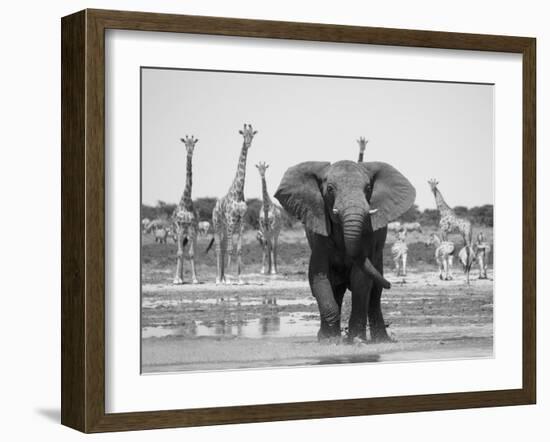 African Elephant, Warning Posture Display at Waterhole with Giraffe, Etosha National Park, Namibia-Tony Heald-Framed Photographic Print