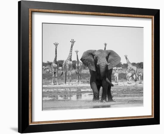 African Elephant, Warning Posture Display at Waterhole with Giraffe, Etosha National Park, Namibia-Tony Heald-Framed Photographic Print