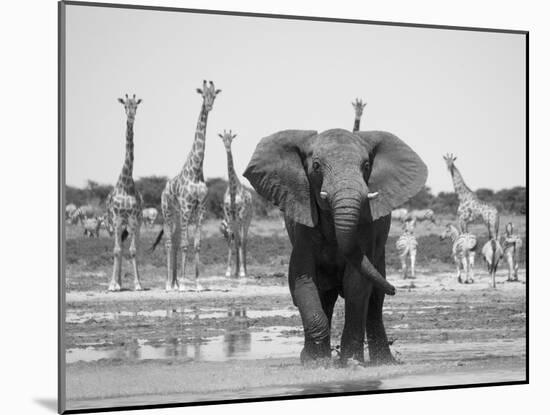 African Elephant, Warning Posture Display at Waterhole with Giraffe, Etosha National Park, Namibia-Tony Heald-Mounted Photographic Print