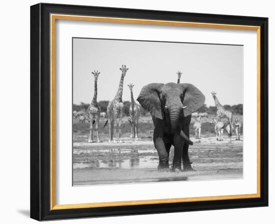 African Elephant, Warning Posture Display at Waterhole with Giraffe, Etosha National Park, Namibia-Tony Heald-Framed Photographic Print