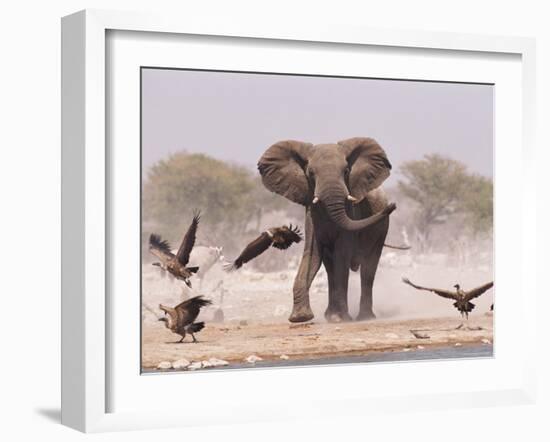 African Elephant, & Whitebacked Vultures by Waterhole, Etosha National Park, Namibia-Tony Heald-Framed Photographic Print