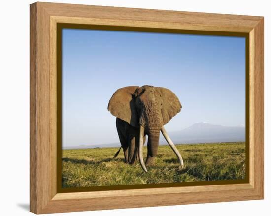 African Elephant with Large Tusks-Martin Harvey-Framed Premier Image Canvas