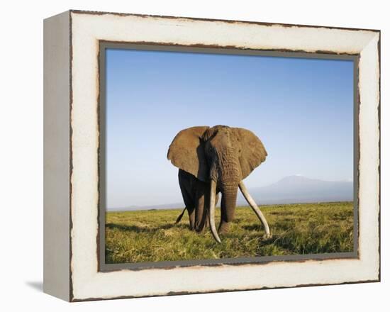 African Elephant with Large Tusks-Martin Harvey-Framed Premier Image Canvas