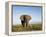 African Elephant with Large Tusks-Martin Harvey-Framed Premier Image Canvas