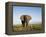 African Elephant with Large Tusks-Martin Harvey-Framed Premier Image Canvas