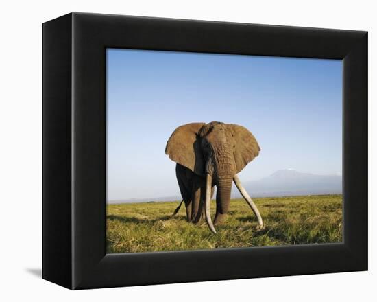 African Elephant with Large Tusks-Martin Harvey-Framed Premier Image Canvas