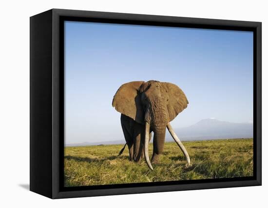 African Elephant with Large Tusks-Martin Harvey-Framed Premier Image Canvas