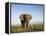 African Elephant with Large Tusks-Martin Harvey-Framed Premier Image Canvas