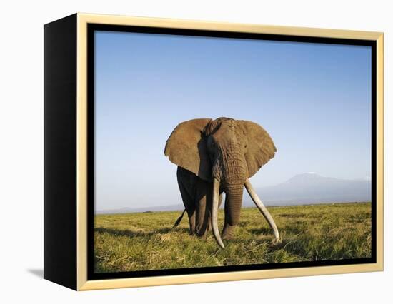 African Elephant with Large Tusks-Martin Harvey-Framed Premier Image Canvas