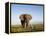 African Elephant with Large Tusks-Martin Harvey-Framed Premier Image Canvas