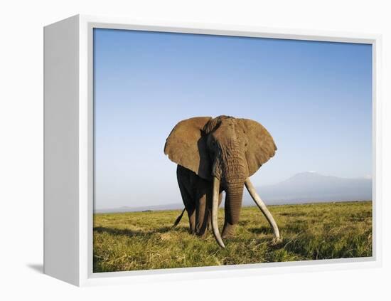 African Elephant with Large Tusks-Martin Harvey-Framed Premier Image Canvas