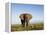 African Elephant with Large Tusks-Martin Harvey-Framed Premier Image Canvas