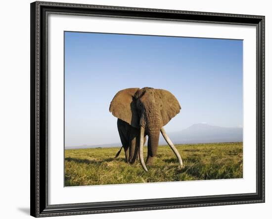 African Elephant with Large Tusks-Martin Harvey-Framed Photographic Print