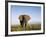 African Elephant with Large Tusks-Martin Harvey-Framed Photographic Print