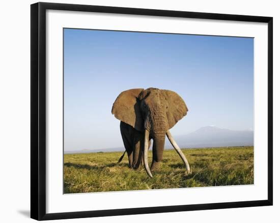 African Elephant with Large Tusks-Martin Harvey-Framed Photographic Print