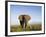 African Elephant with Large Tusks-Martin Harvey-Framed Photographic Print