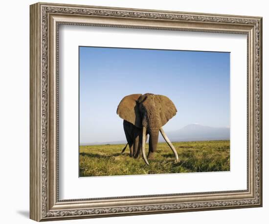 African Elephant with Large Tusks-Martin Harvey-Framed Photographic Print