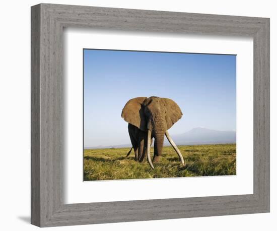 African Elephant with Large Tusks-Martin Harvey-Framed Photographic Print