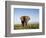 African Elephant with Large Tusks-Martin Harvey-Framed Photographic Print