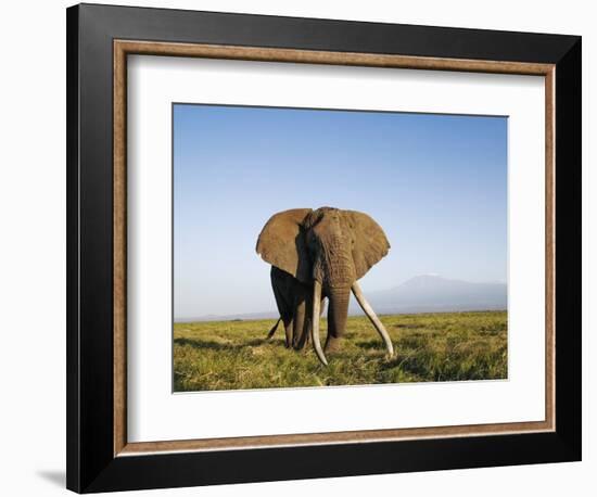 African Elephant with Large Tusks-Martin Harvey-Framed Photographic Print